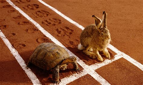 The Tortoise and the Hare - Una Spettacolare Rappresentazione della Natura e del Tempo!