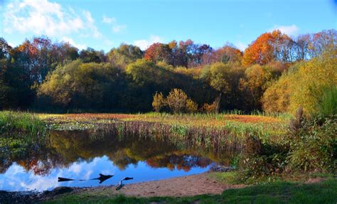 The Yateley Common - Un Sogno Surrealista Avvolto nella Nebbia del Romantico